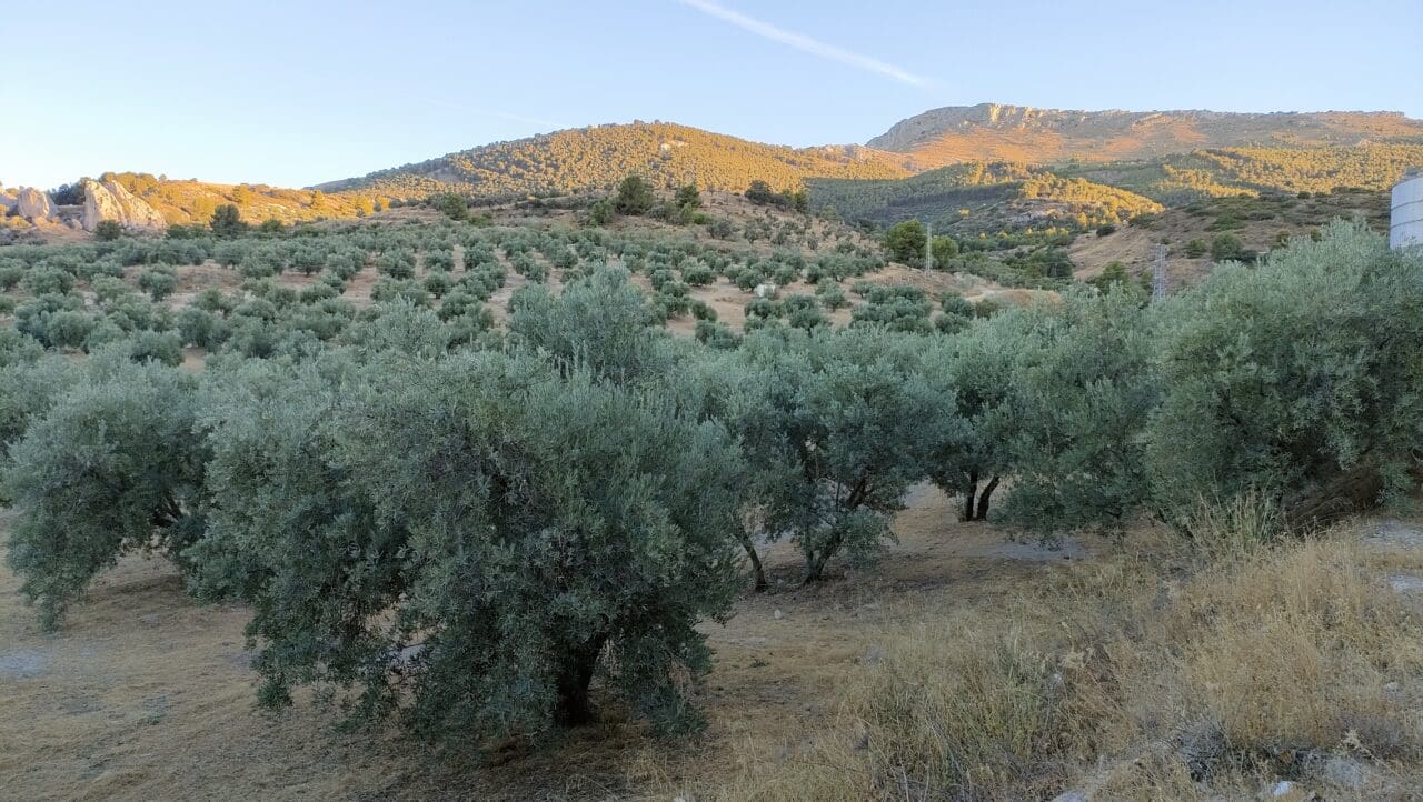 UPA Andalucía estima unas pérdidas de al menos  millones de euros por la  segunda cosecha de aceite de oliva más baja del siglo XXI -